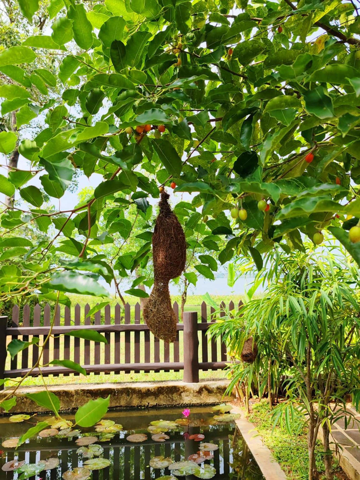 Art Yala Boutique Resort Tissamaharama Esterno foto